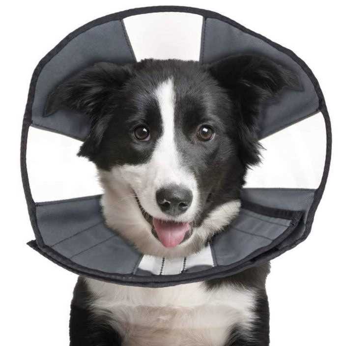 ZenPet Procone Soft Recovery Collar - Image 5