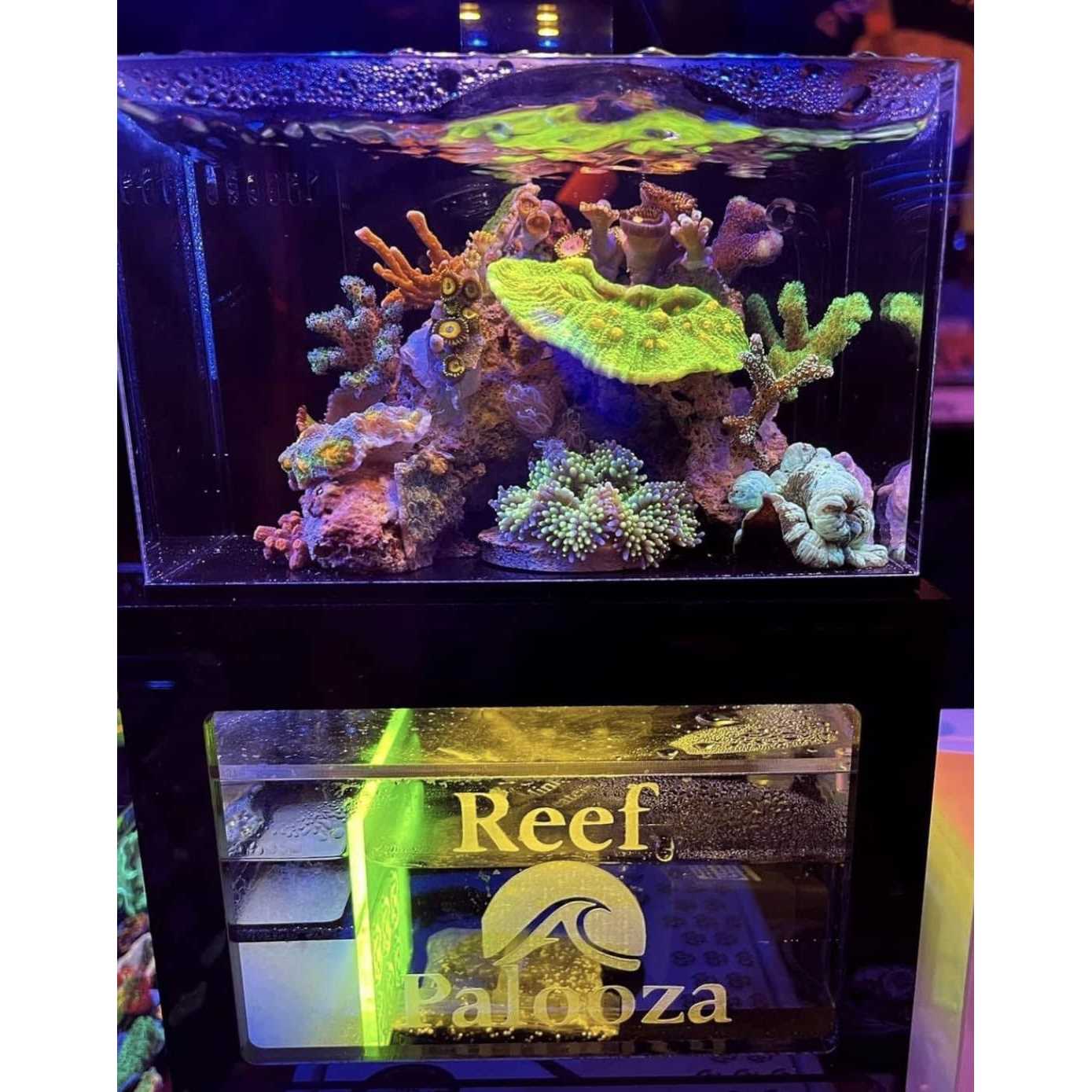 PNW Custom Micro Reef-Ready 40oz Desktop Aquarium - Image 4