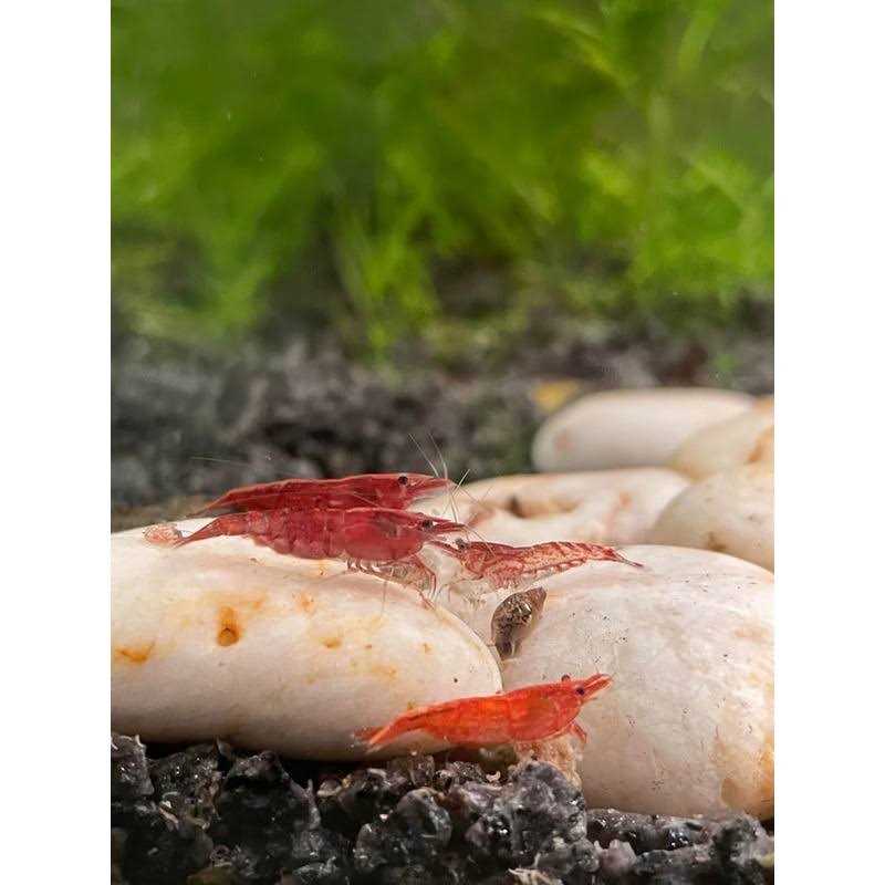 Aqueon Shrimp Essentials - Image 4