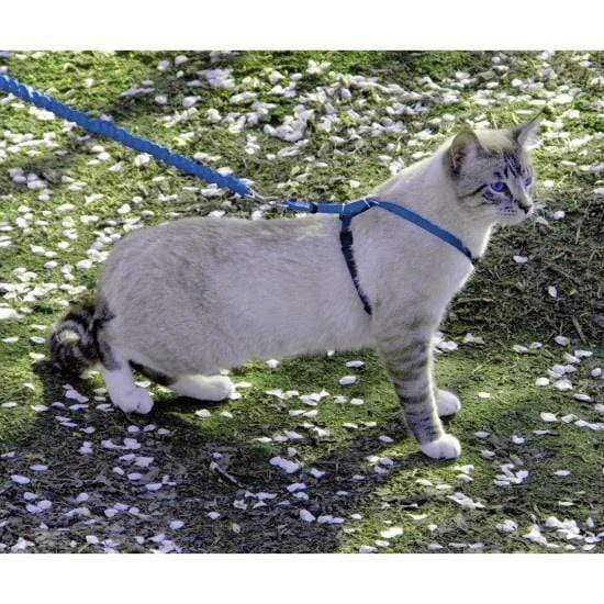 PetSafe Come with Me Kitty Harness Bungee Leash - Image 3
