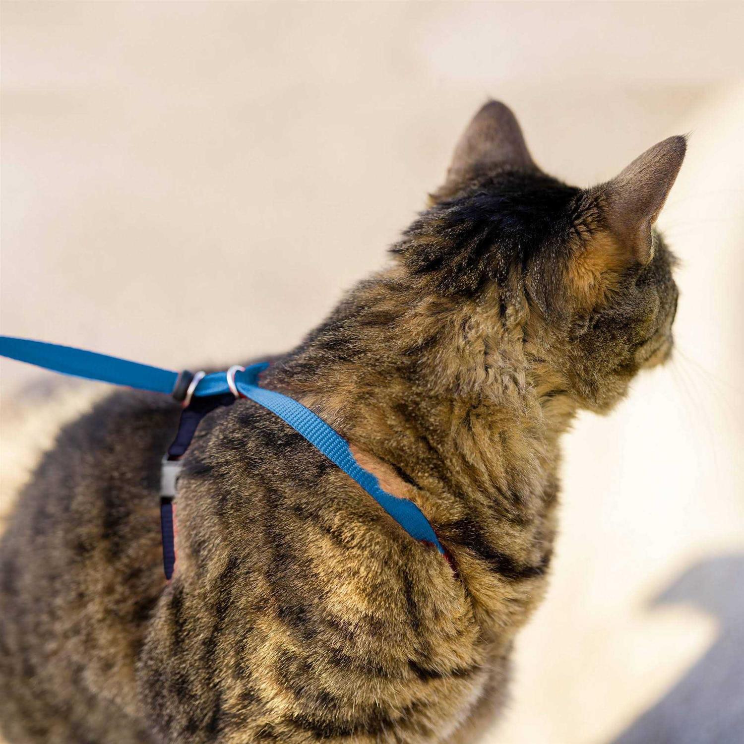 PetSafe Come with Me Kitty Harness Bungee Leash - Image 4