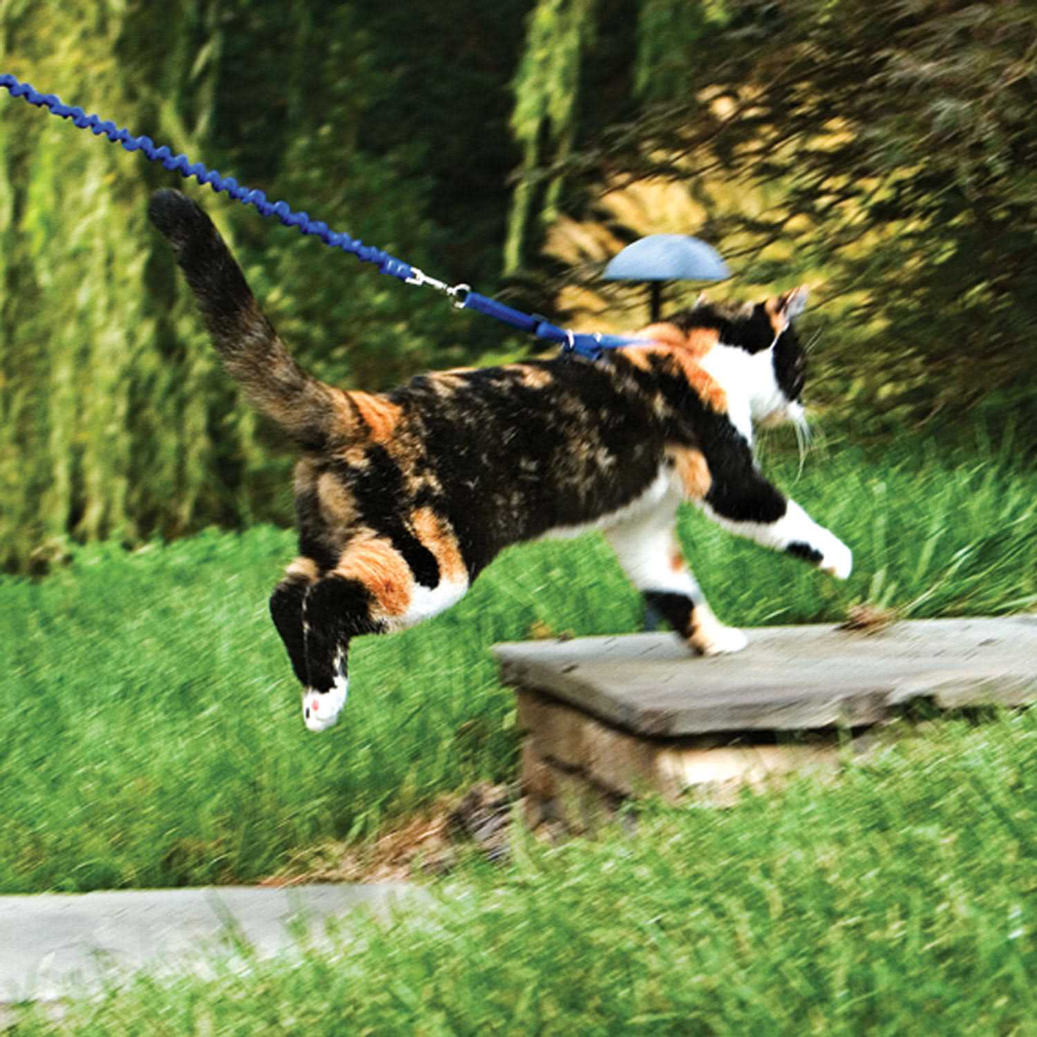 PetSafe Come with Me Kitty Harness Bungee Leash - Image 5