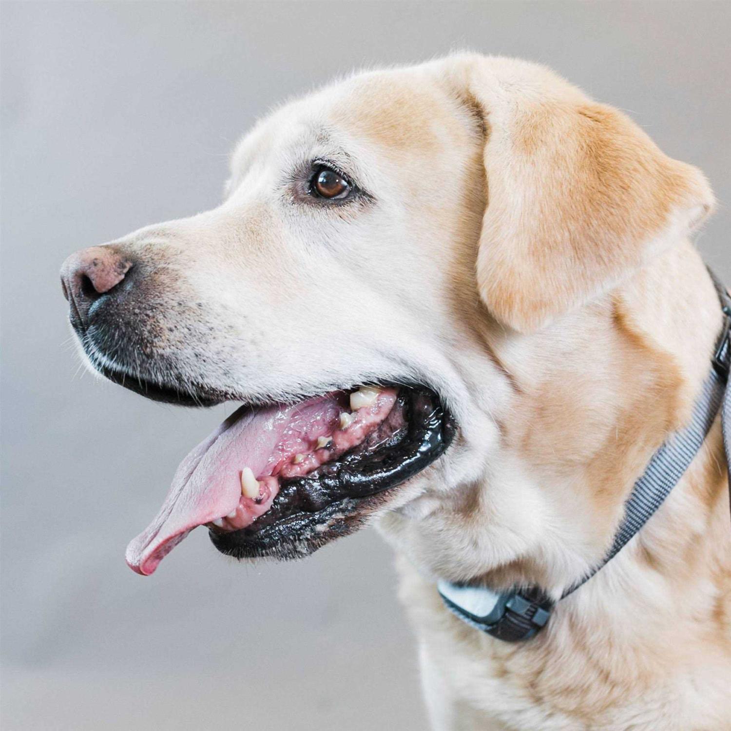 Premier Pet Rechargeable Bark Collar - Image 5