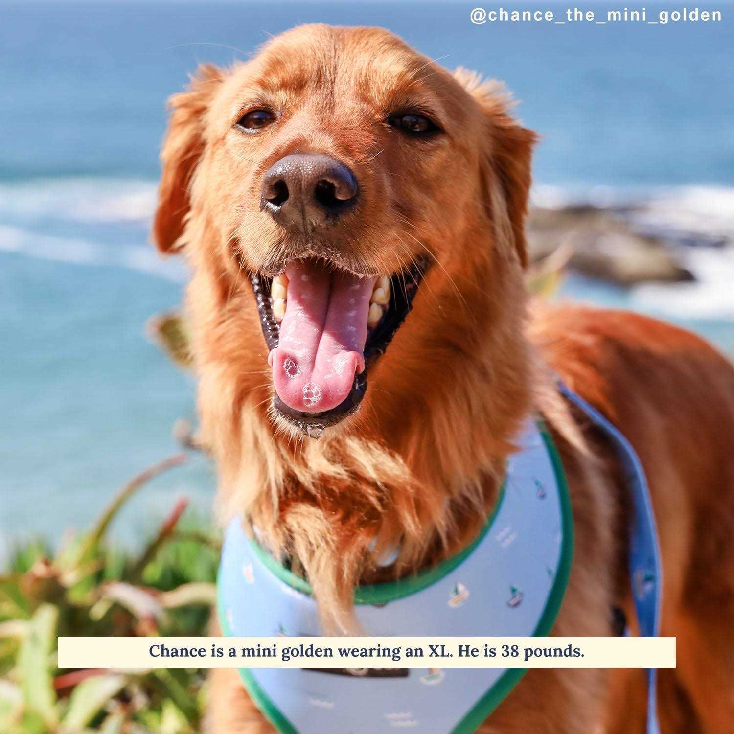 Reversible Harness Harness - Image 5