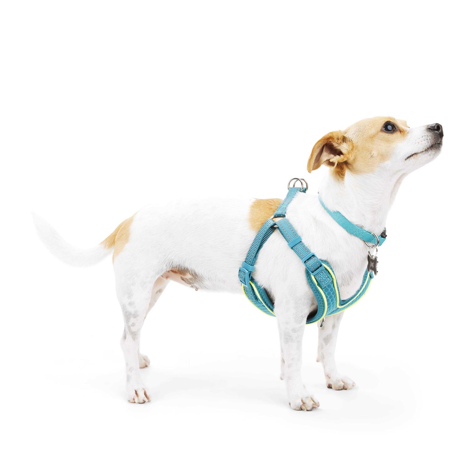 EveryYay Embrace The Pace Reflective Dog Harness - Image 3