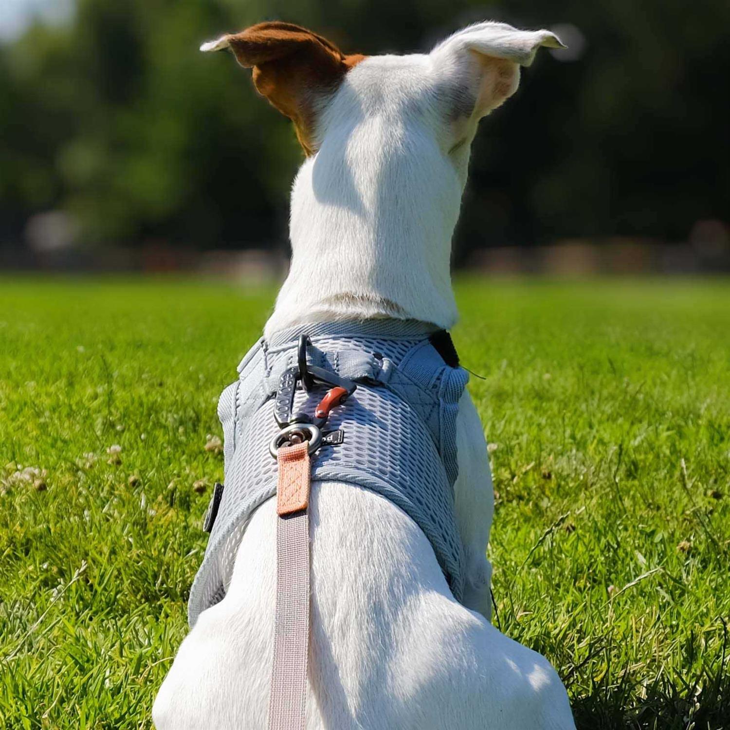 Sleepypod Martingale Walking Dog Harness - Image 5