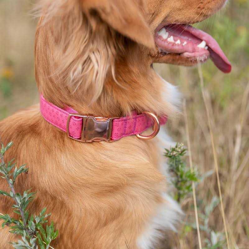 Vibrant Life Embossed Adjustable Dog Collar - Image 3