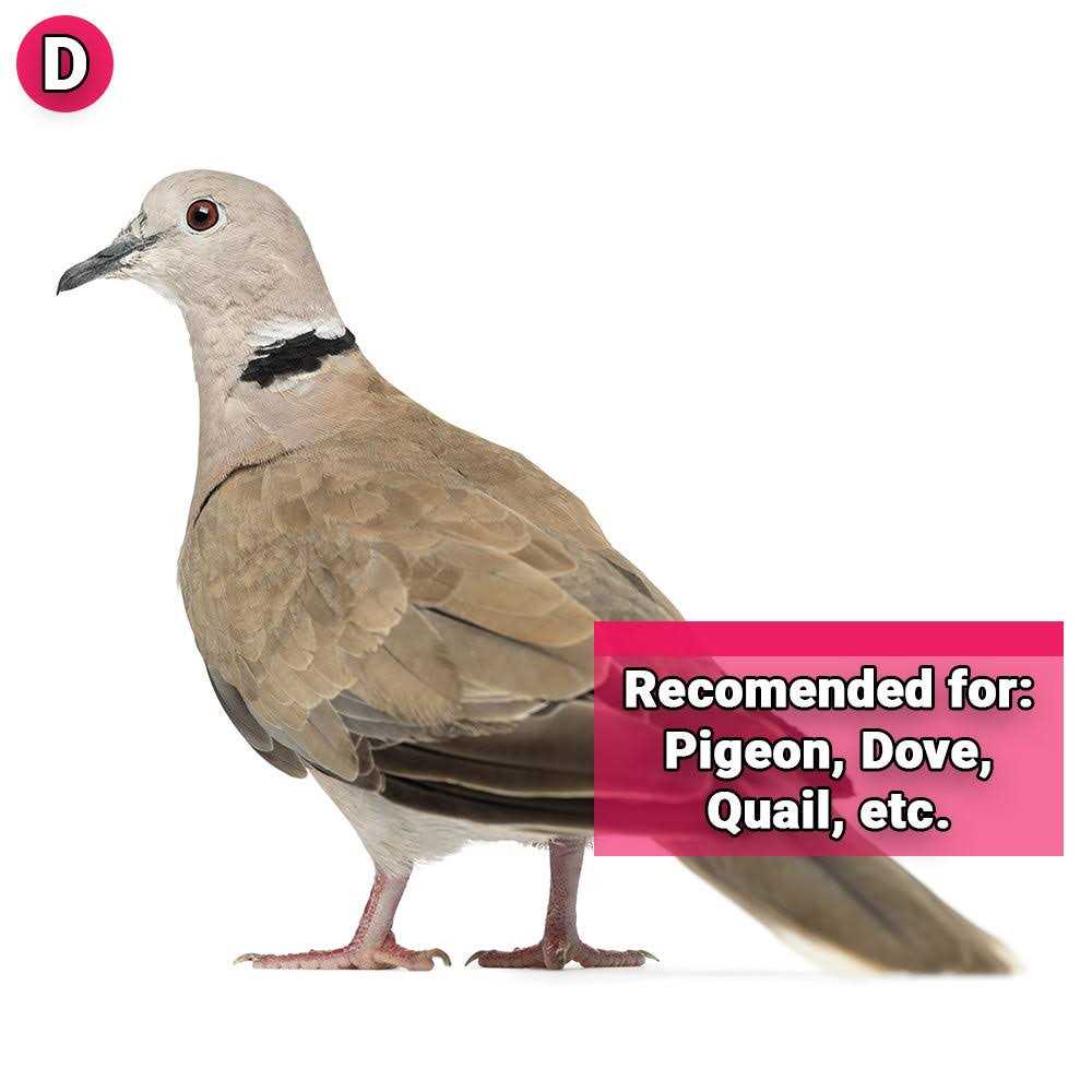 Hagen Pigeon & Dove Seed - Image 5