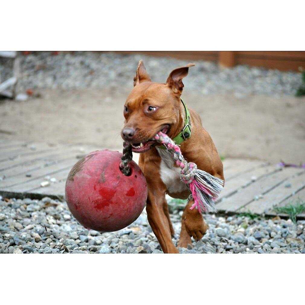 Jolly Pets Romp n Roll - Image 2