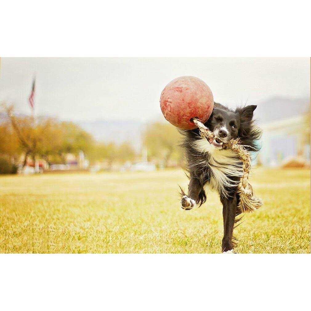 Jolly Pets Romp n Roll - Image 3