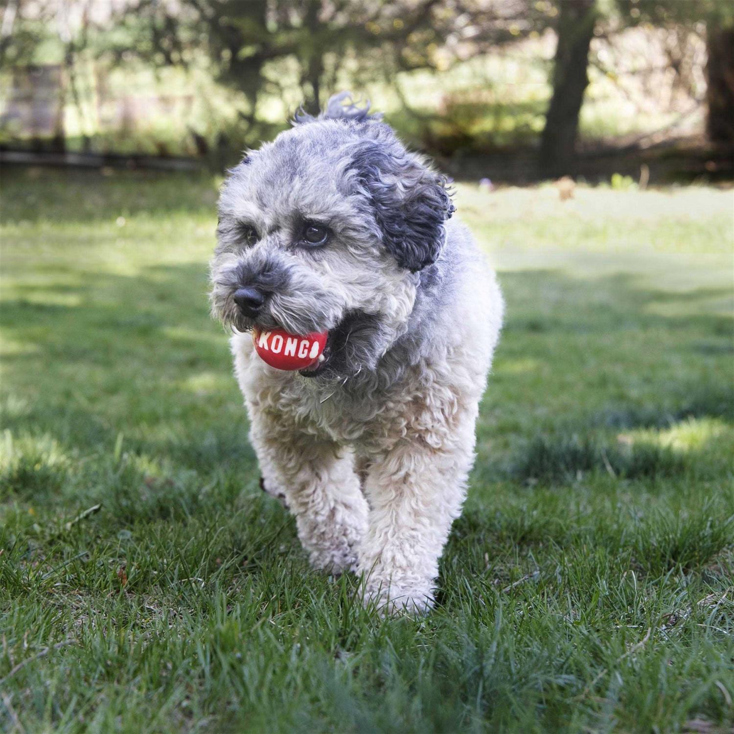 Kong Signature Ball Dog Toy - Image 3