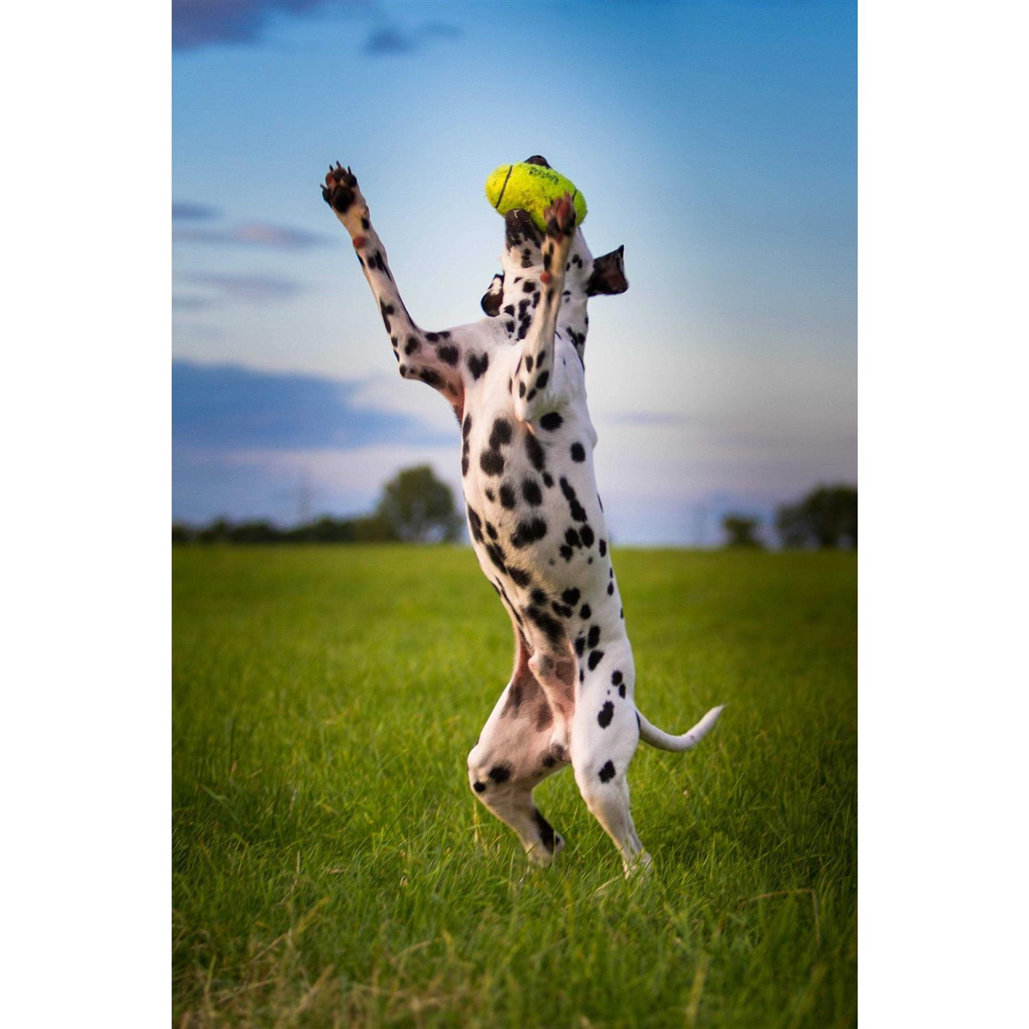 Kong Squeaker Dumbbell - Image 4