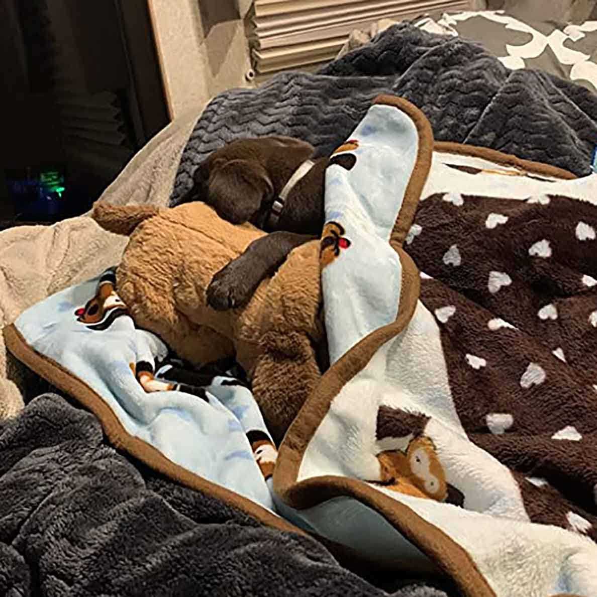 Snuggle Puppy Starter Kit - Image 4