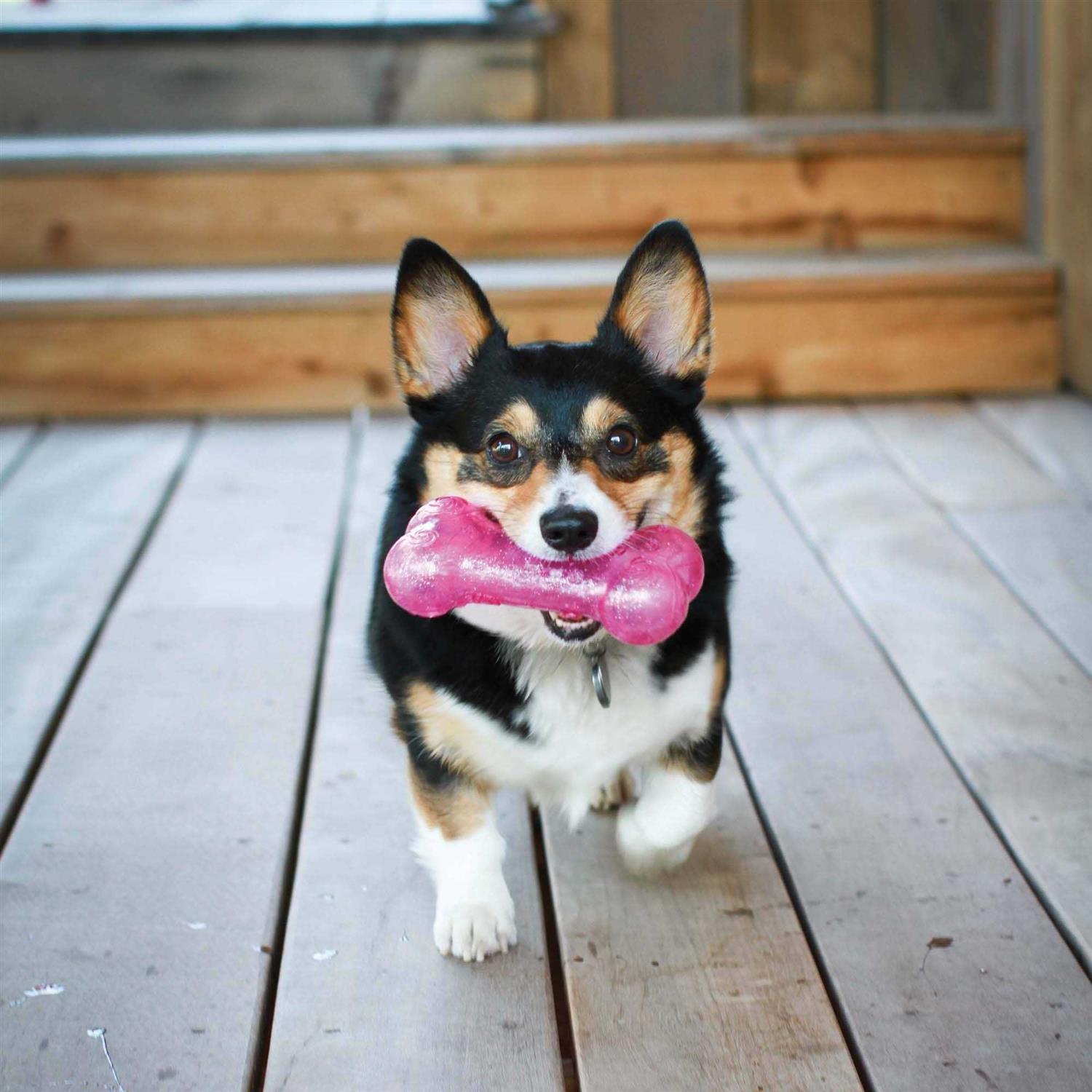 Kong Squeezz Bone Dog - Image 4