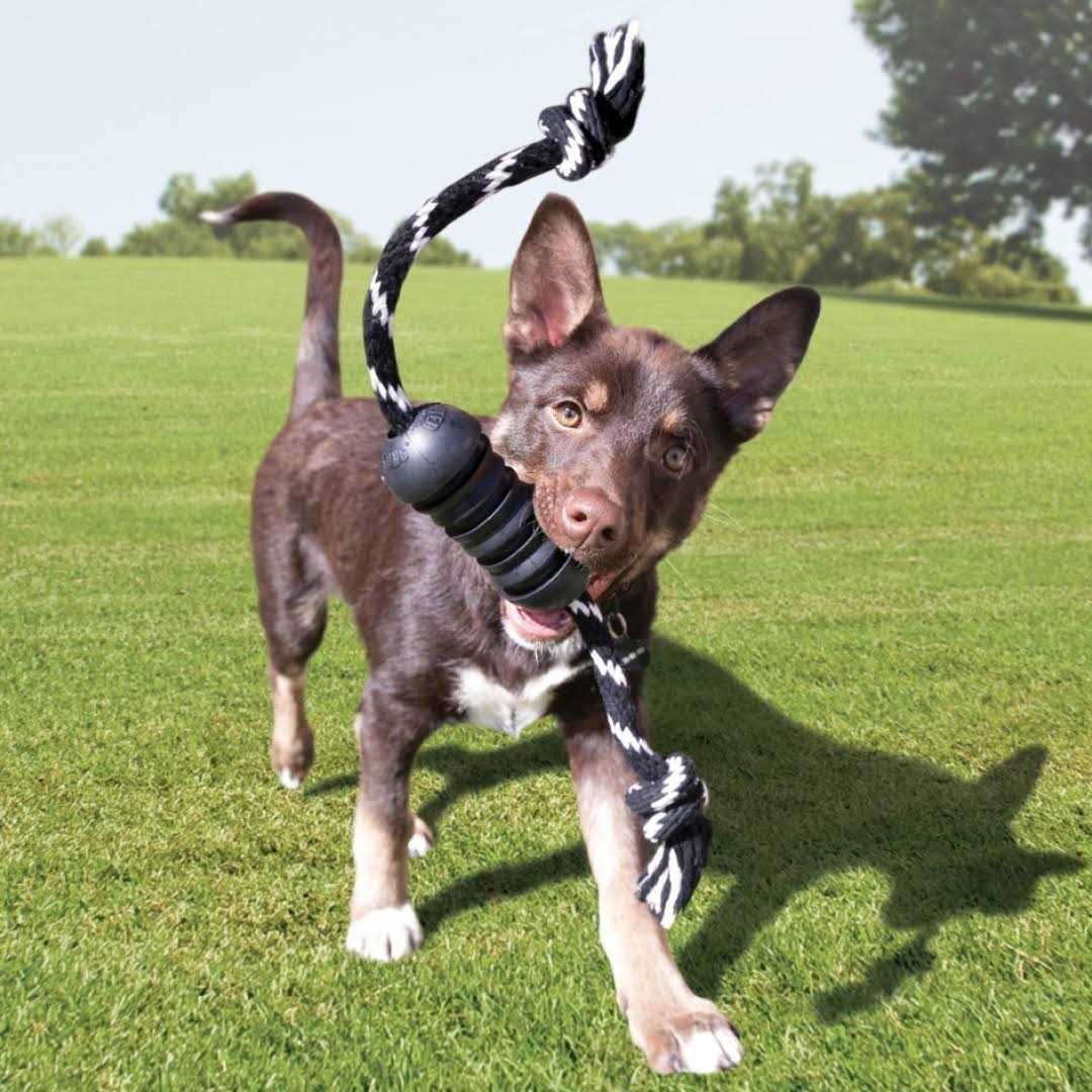 KONG Extreme Dental Dog Toy - Image 2