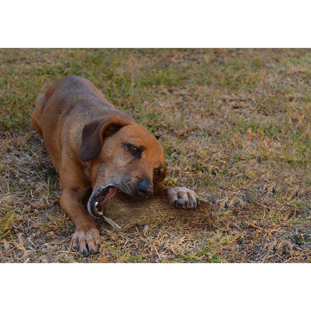 K9warehouse Elk Antlers for Dogs Made in USA - Image 4