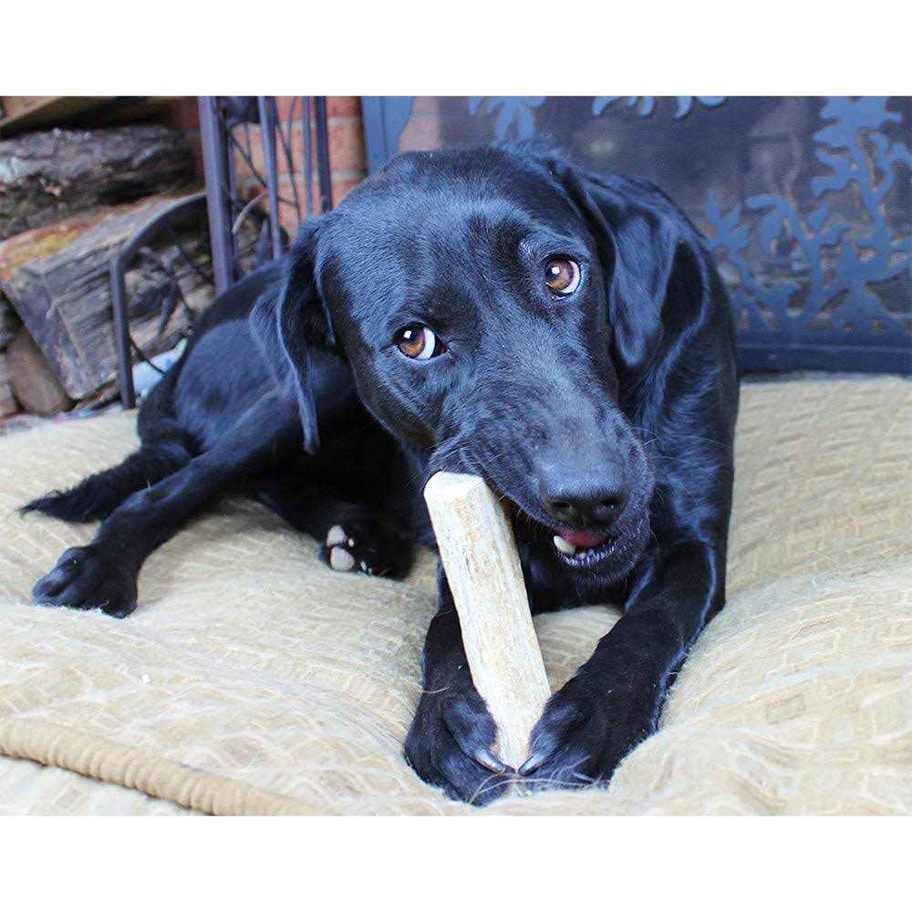 K9warehouse Elk Antlers for Dogs Made in USA - Image 5