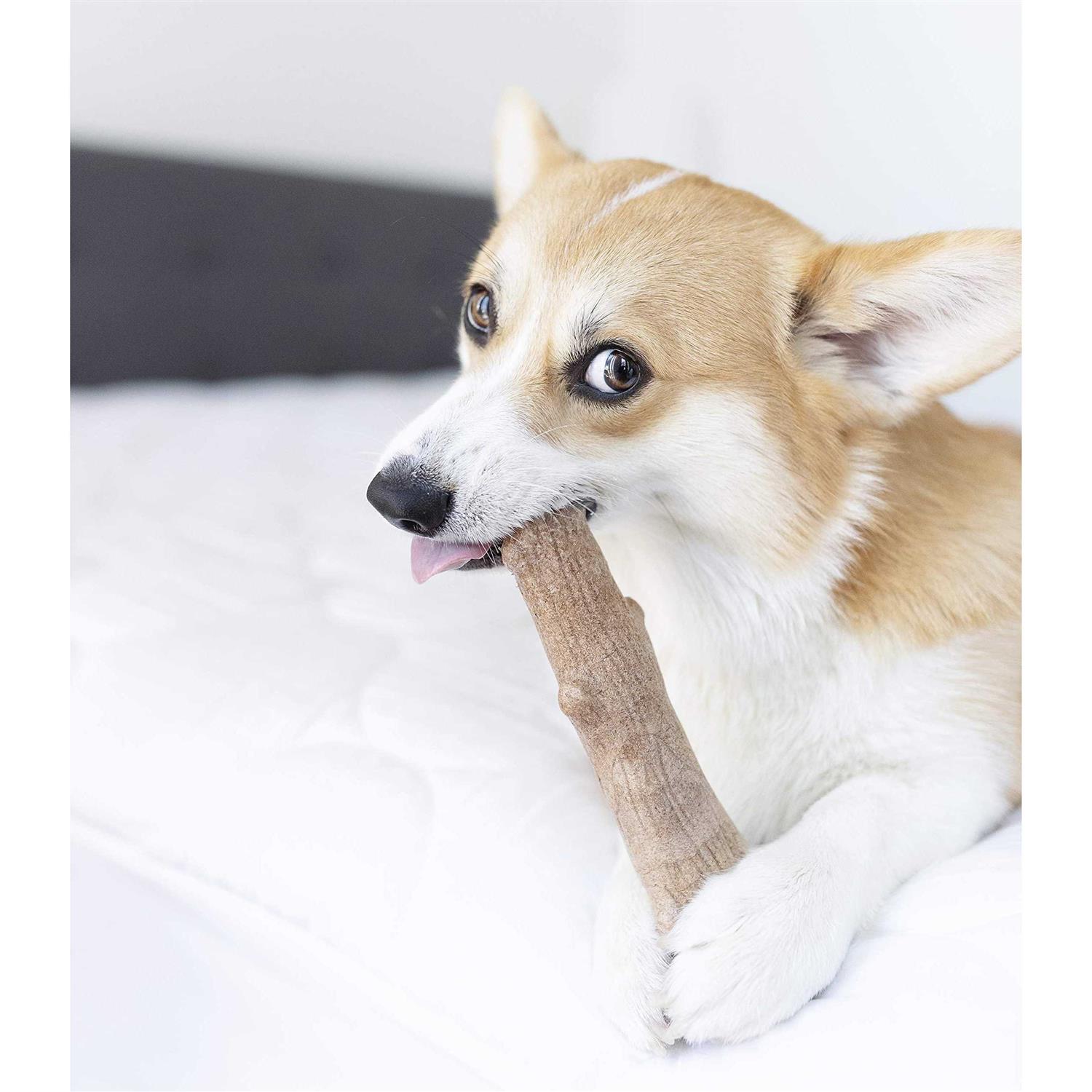 Petstages Dogwood Stick Dog Chew Toy - Image 5