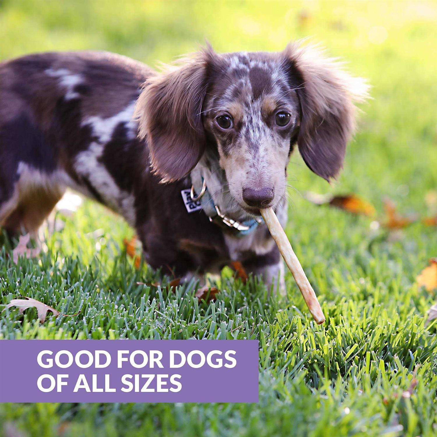 Wild Eats Beef Collagen Sticks for Dogs Long Lasting Dog Chews No Hide Dog Treat Bully Stick Rawhide Free - Image 3